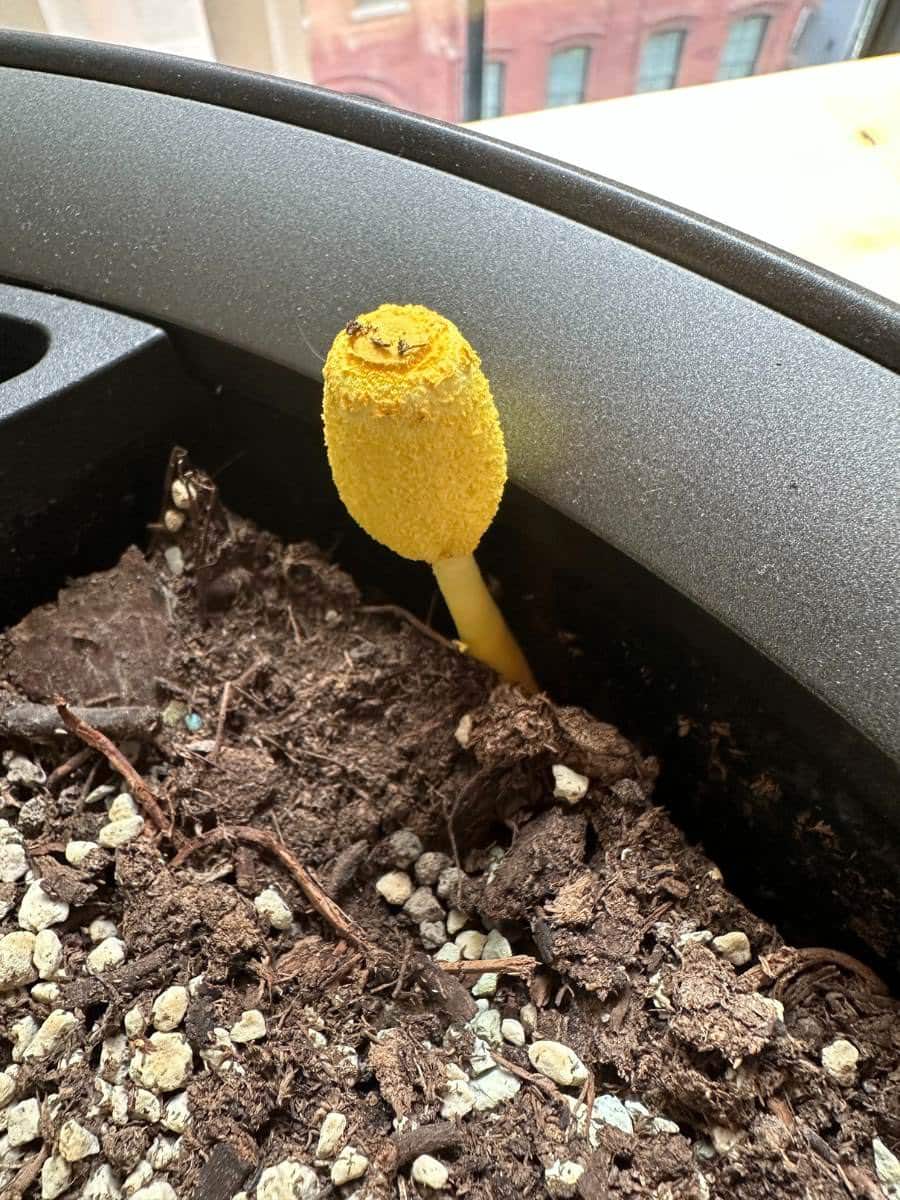 Yellow mushroom growing in a potted plant's soil, resembling a sponge with a bright, almost cylindrical top and a smooth stalk, surrounded by dark brown soil and small rocks.