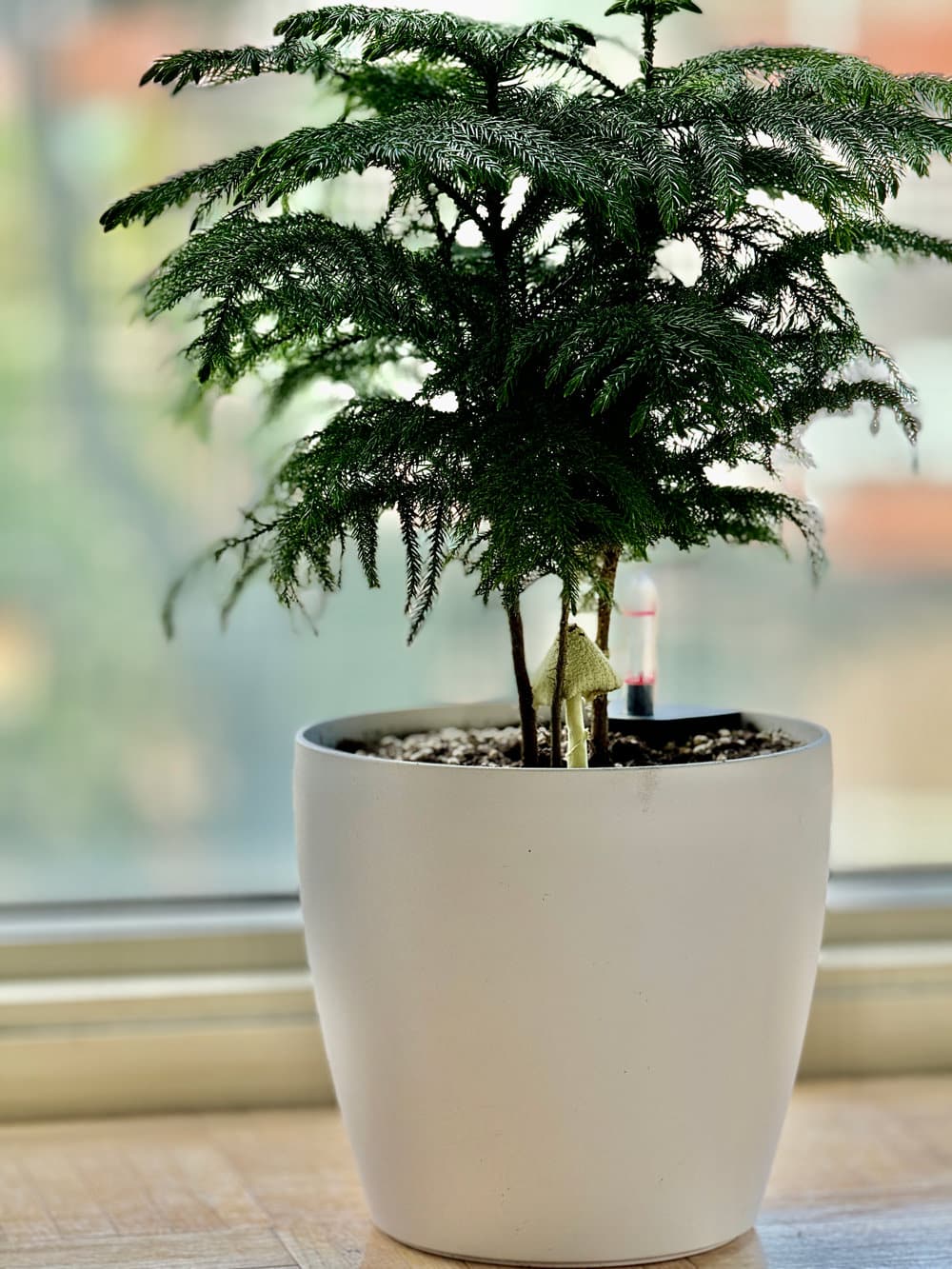 Lush green indoor plant in a modern white planter pot on a wooden surface, with natural light streaming through a window in the background and small mushrooms growing in the houseplant's soil.