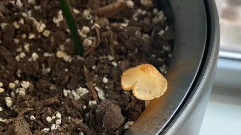 Why do houseplants get mushrooms?