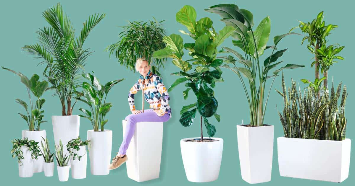 Contact • My City Plants