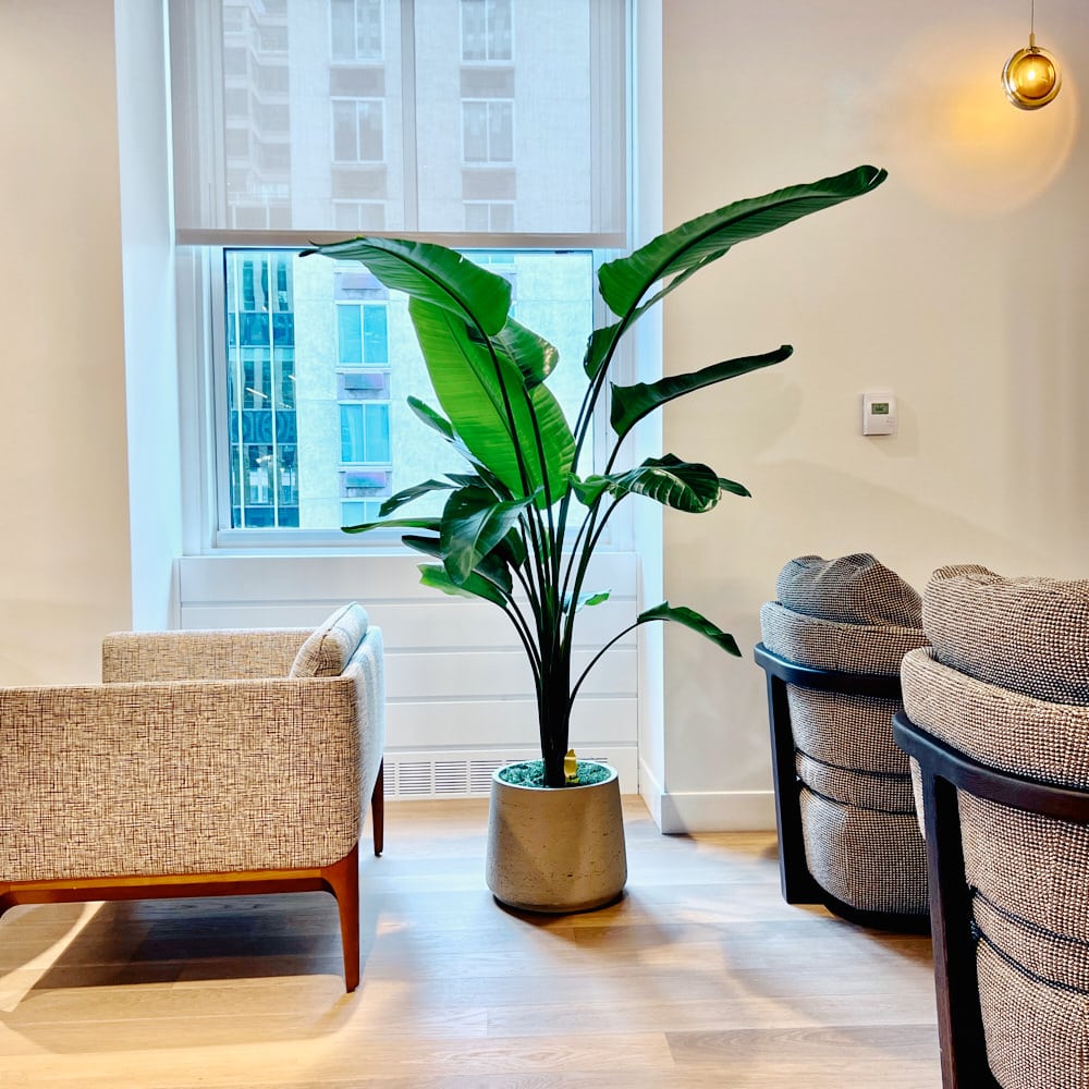 Office lounge with indoor bird of paradise plant, stylish furniture, and large window.