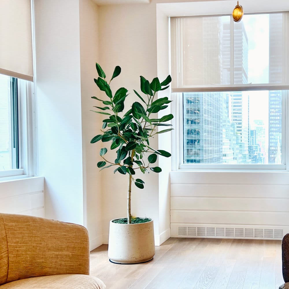 NYC office lounge with potted plant and city view