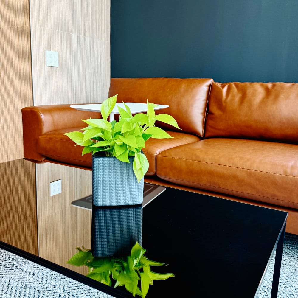 Office room with a brown leather sofa, black glass coffee table, and a vibrant green plant.
