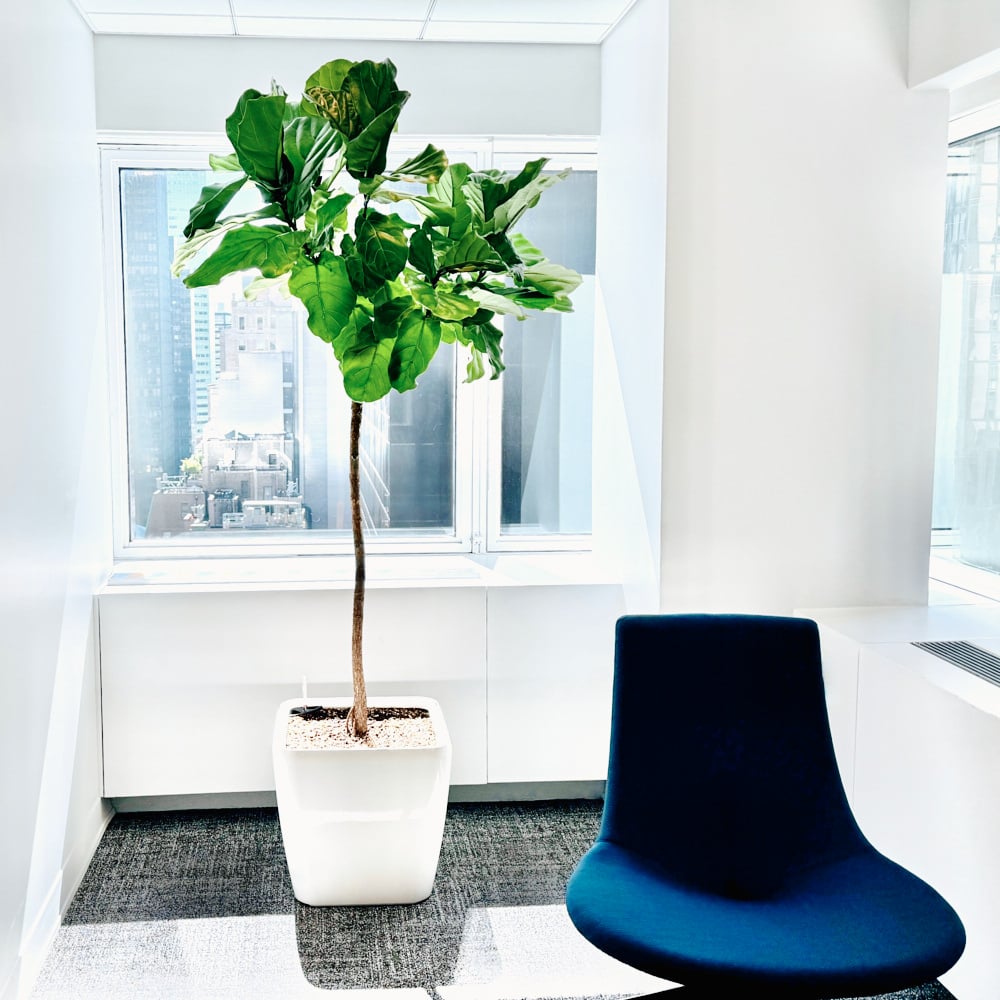 Modern NYC office with fiddle leaf fig plant and blue chair by a window.