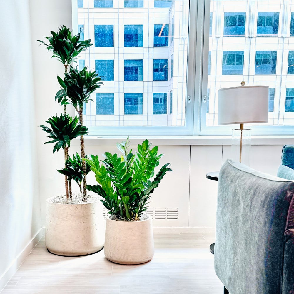 Indoor plants in modern NYC office corner with large window and natural daylight.