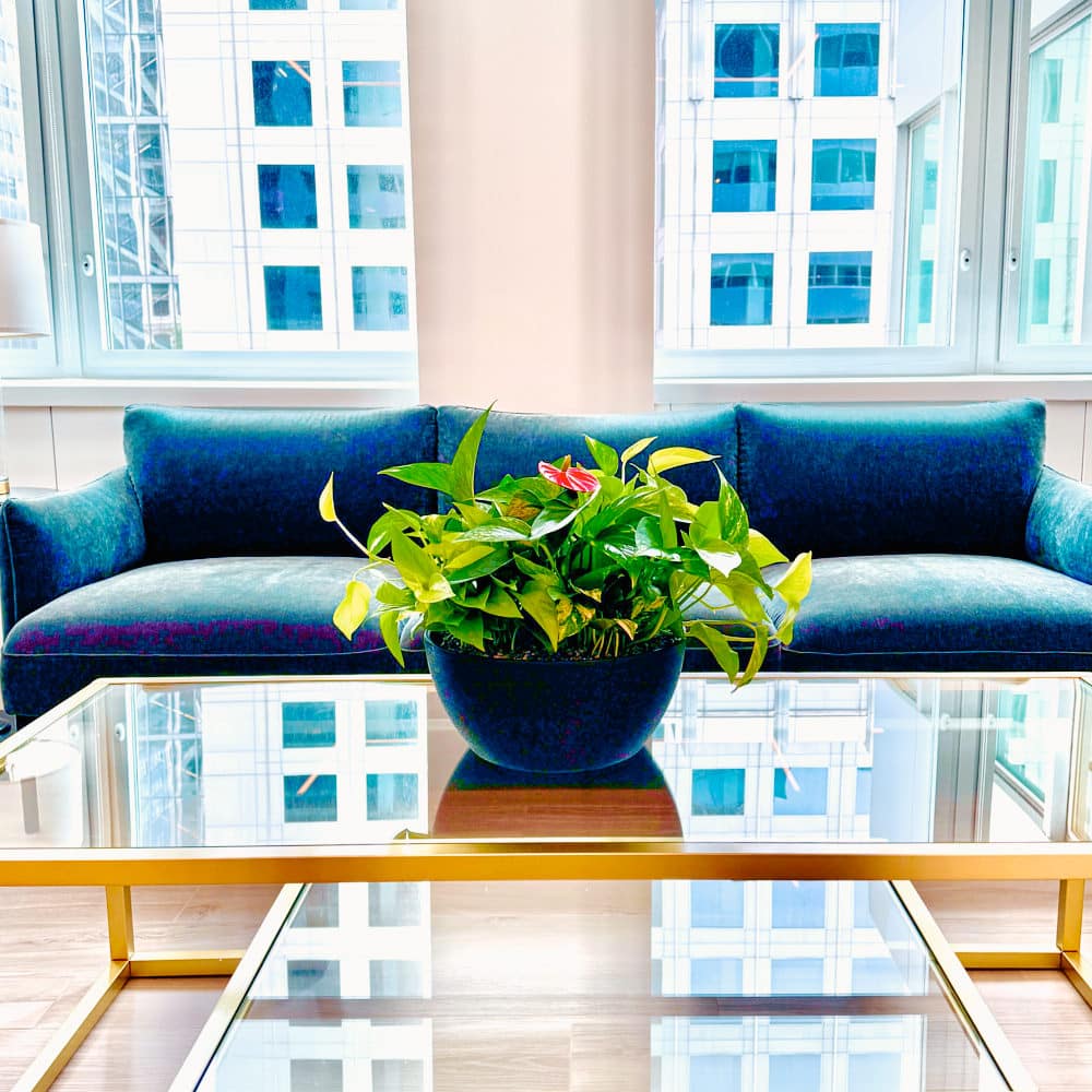 Bright NYC office interior beautifully decorated with green plants, highlighting premium office plant delivery in NYC for modern business spaces.