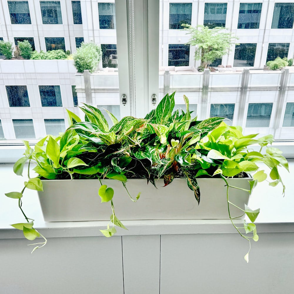 Indoor planter with lush green foliage against office window.