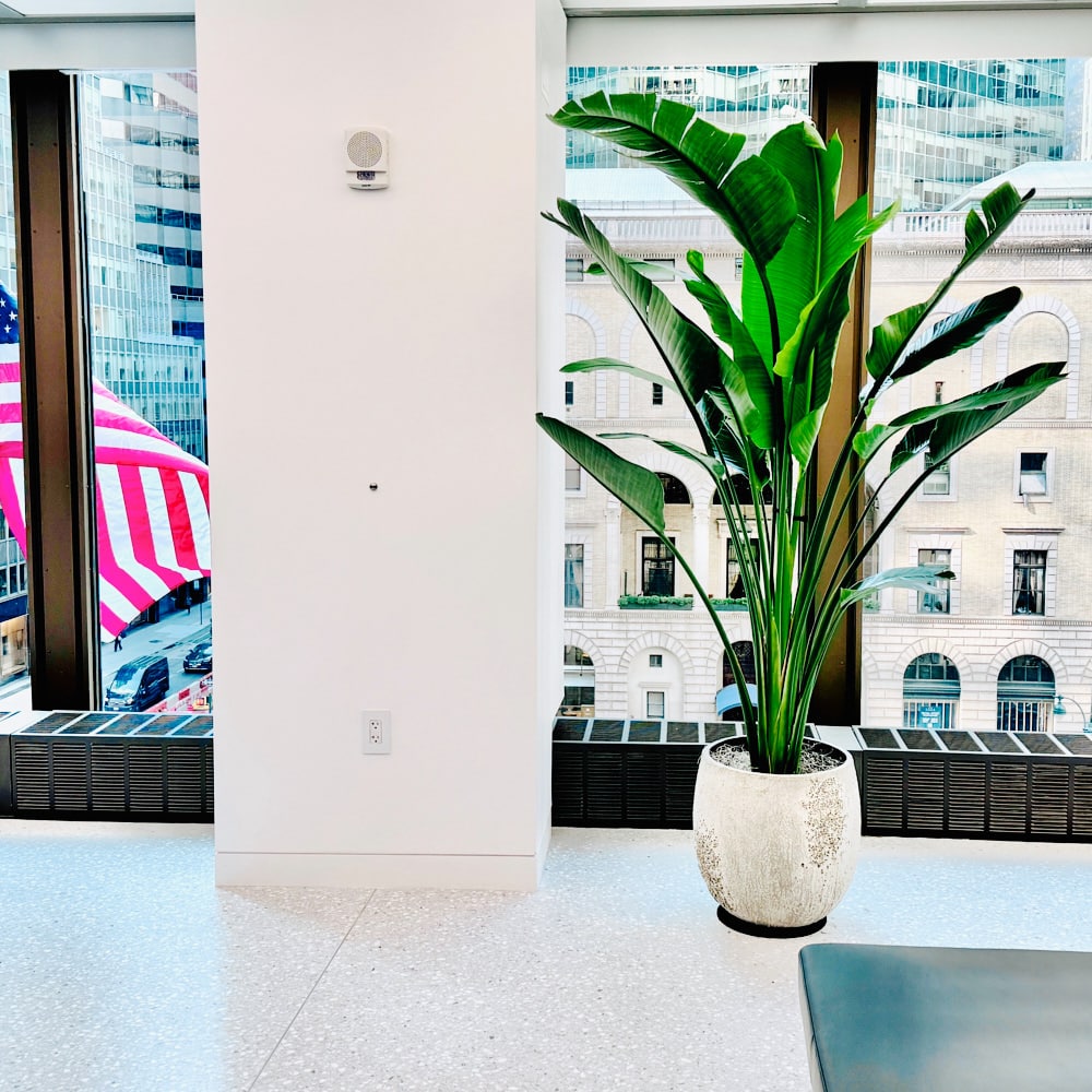 Contemporary NYC office filled with healthy green plants, illustrating professional office plant delivery in NYC for vibrant workspaces.