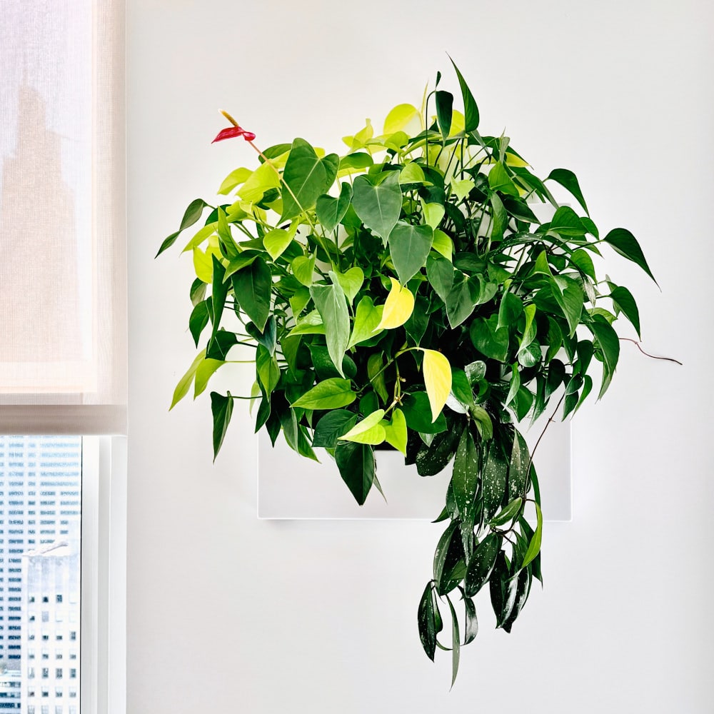 Indoor green plant in white wall planter with bright natural light.