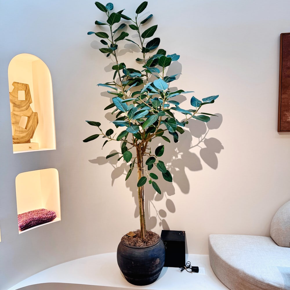 Indoor potted plant in stylish modern living room with decorative shelves.