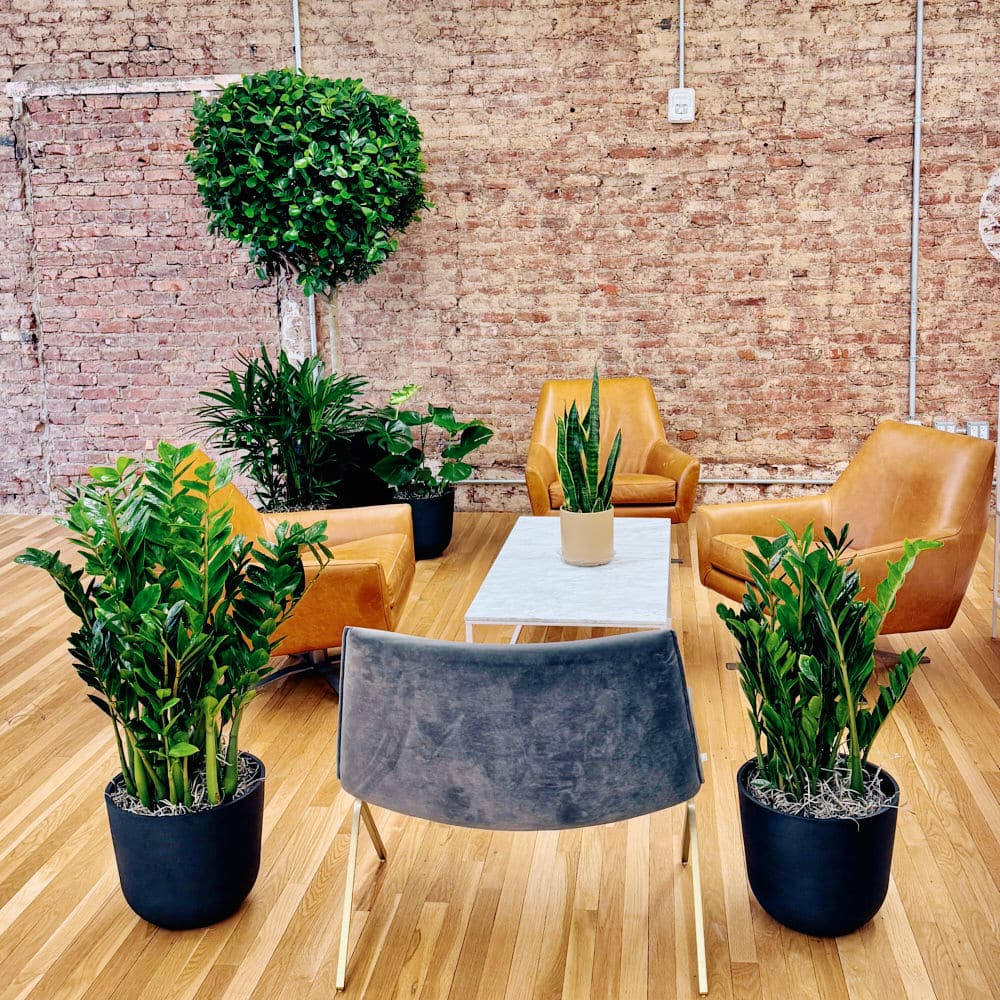 NYC office decorated with lush green plants, highlighting professional office plant delivery in NYC for a fresh and inviting workspace.