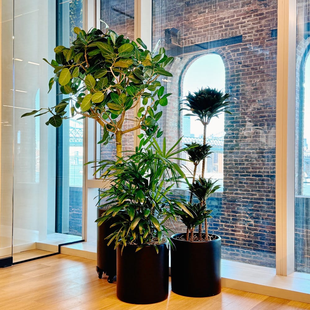 Stylish New York City office featuring beautiful green plants