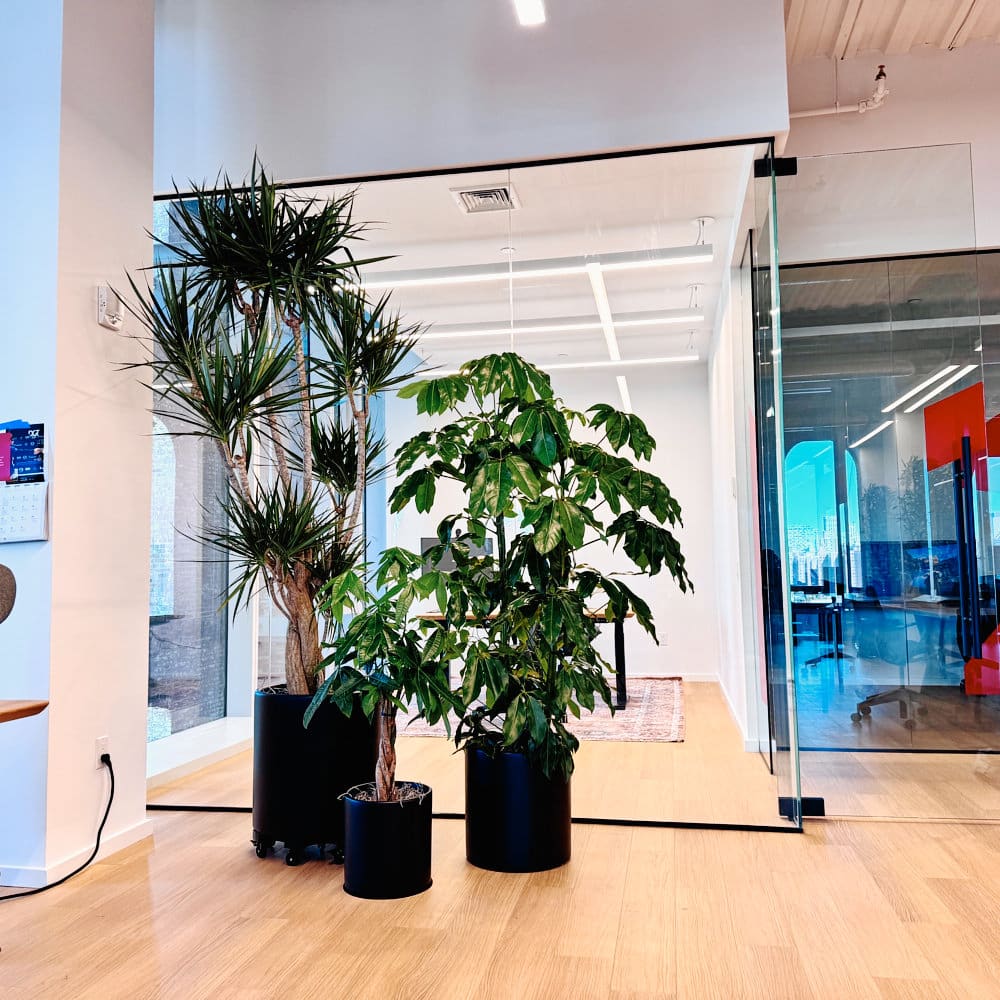 Modern office interior with large potted plants and glass walls.