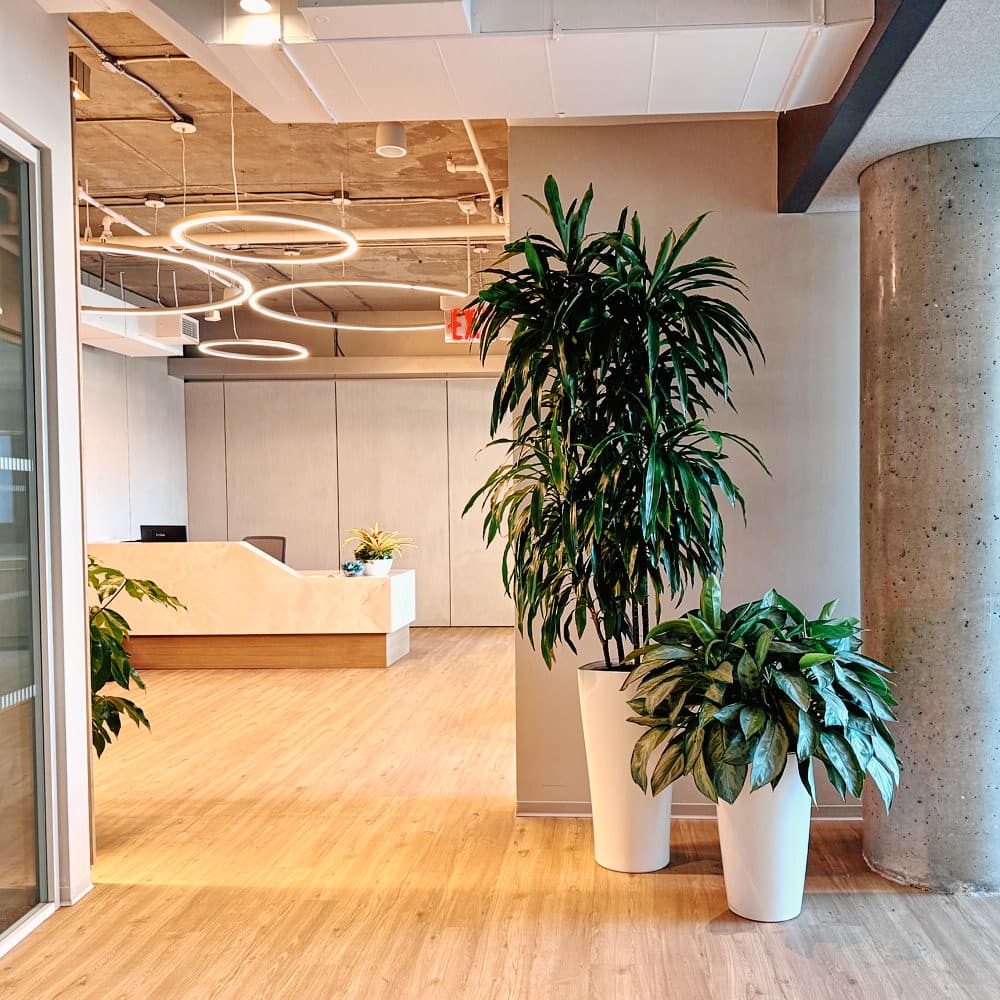 Modern office in New York City with lush green plants, delivered by My City Plants, showcasing professional office plant delivery in NYC for stylish and healthy workspaces.