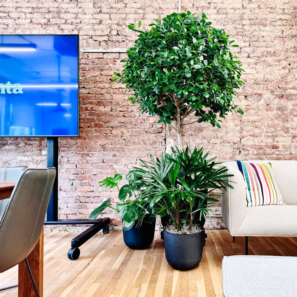 Modern office interior with green plants, cozy seating, and exposed brick wall.
