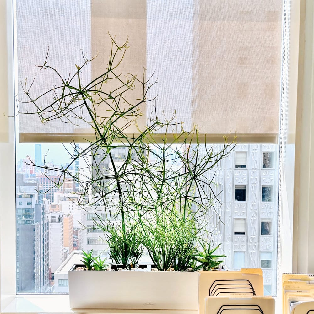Office potted plant on windowsill with cityscape view.
