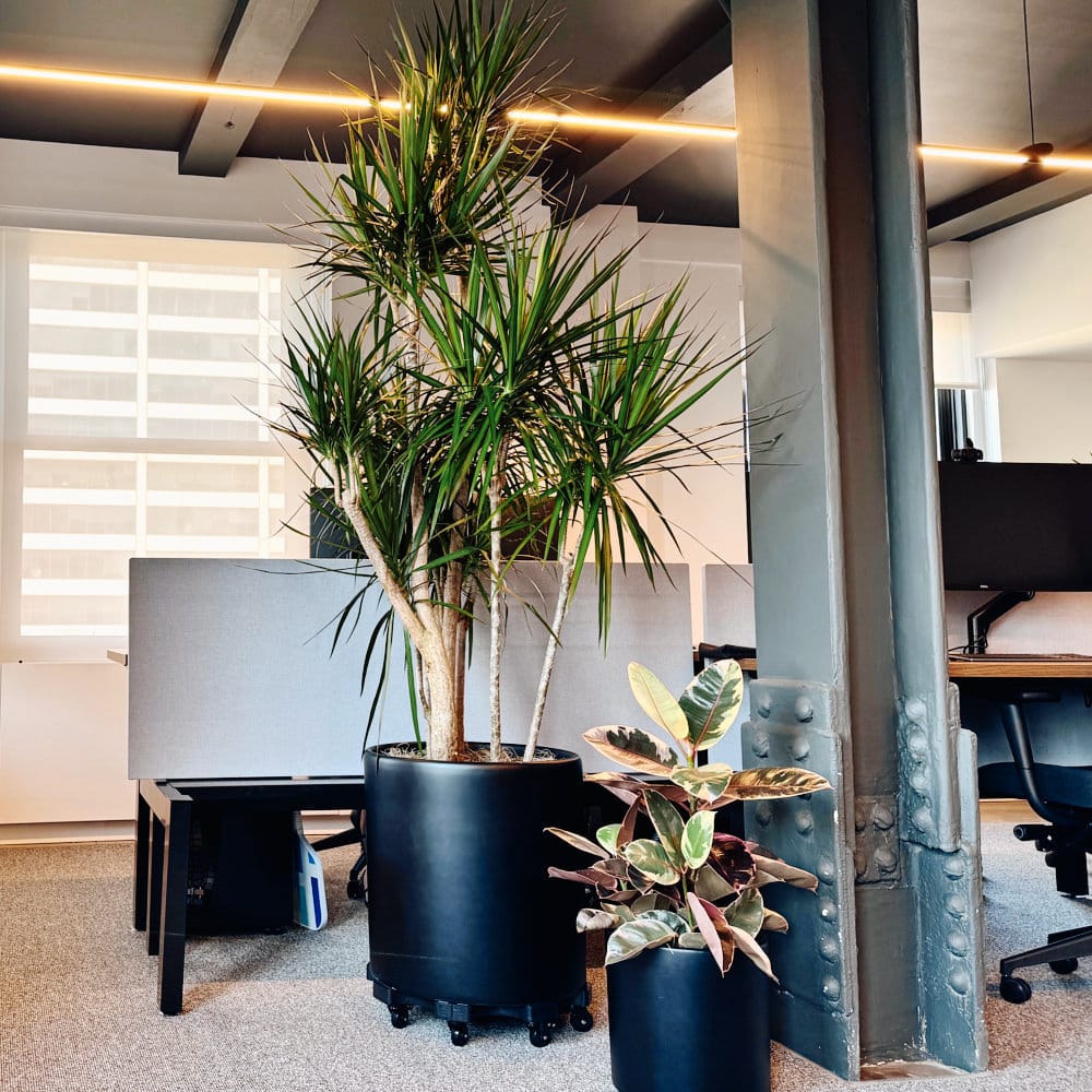 Modern office interior with large indoor plants enhancing workspace design.