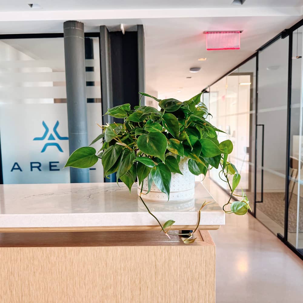 Modern office space in New York City beautifully accented with fresh greenery, showcasing expert office plant delivery in NYC for a welcoming and productive environment.