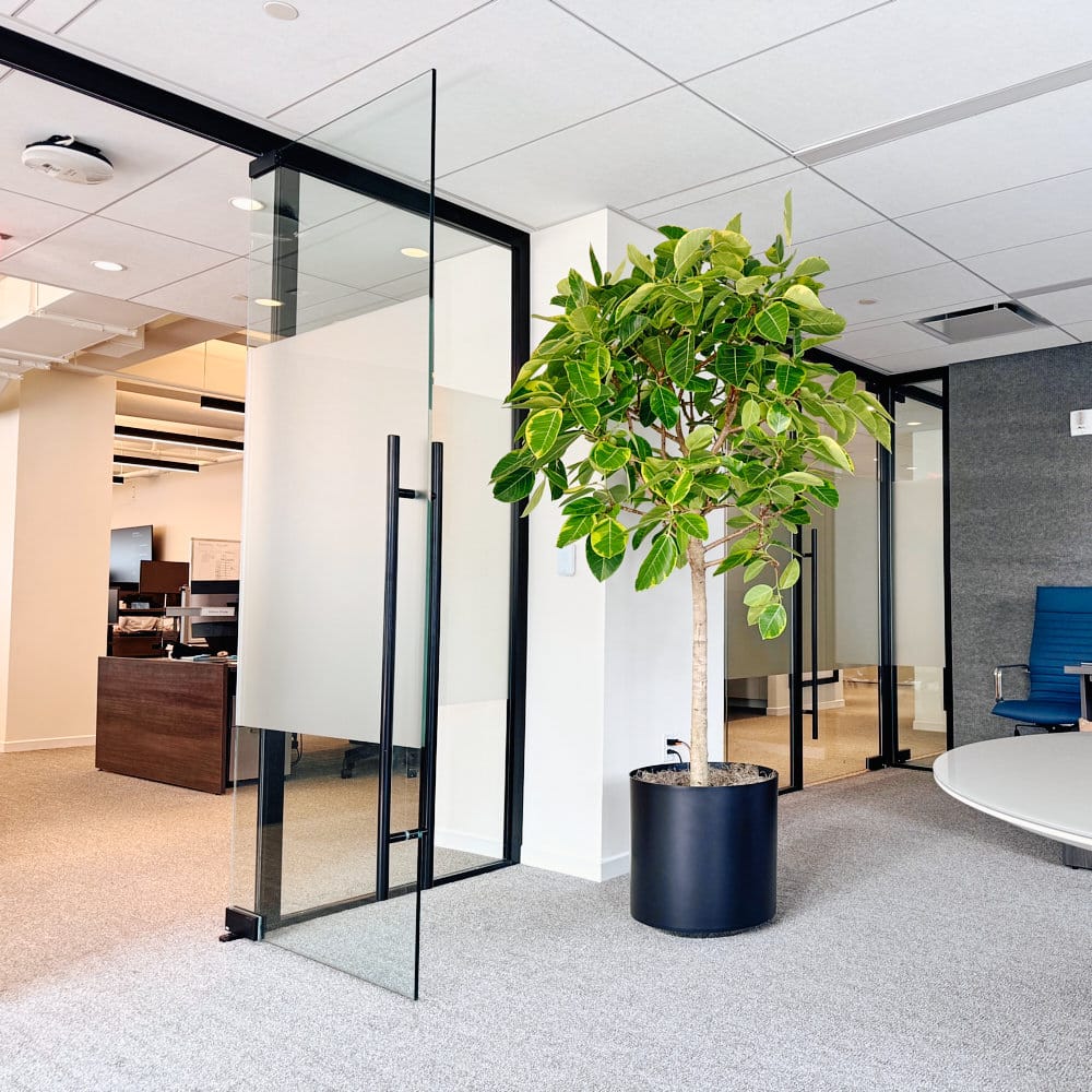Elegant workplace in New York City featuring vibrant plants, perfect for enhancing office decor, with trusted office plant delivery in NYC for a healthier work environment.