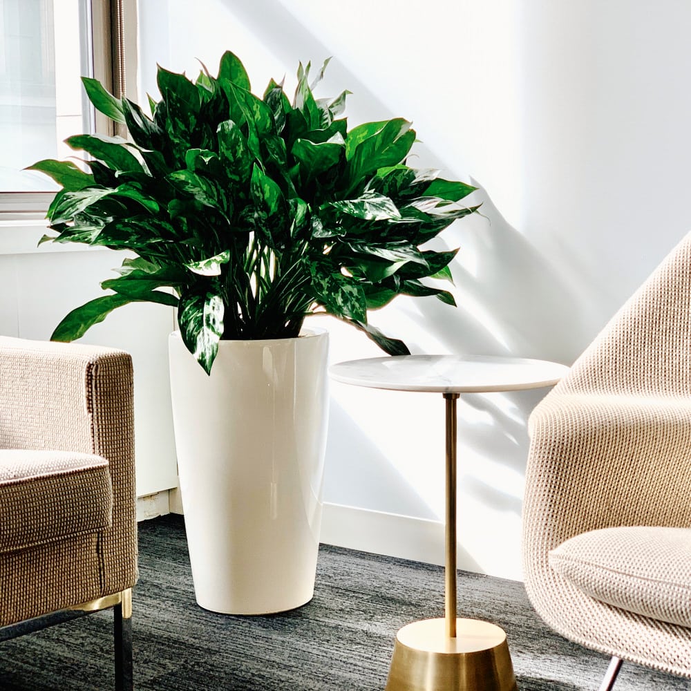 Modern NYC office with a large potted plant, stylish armchair, and round side table.