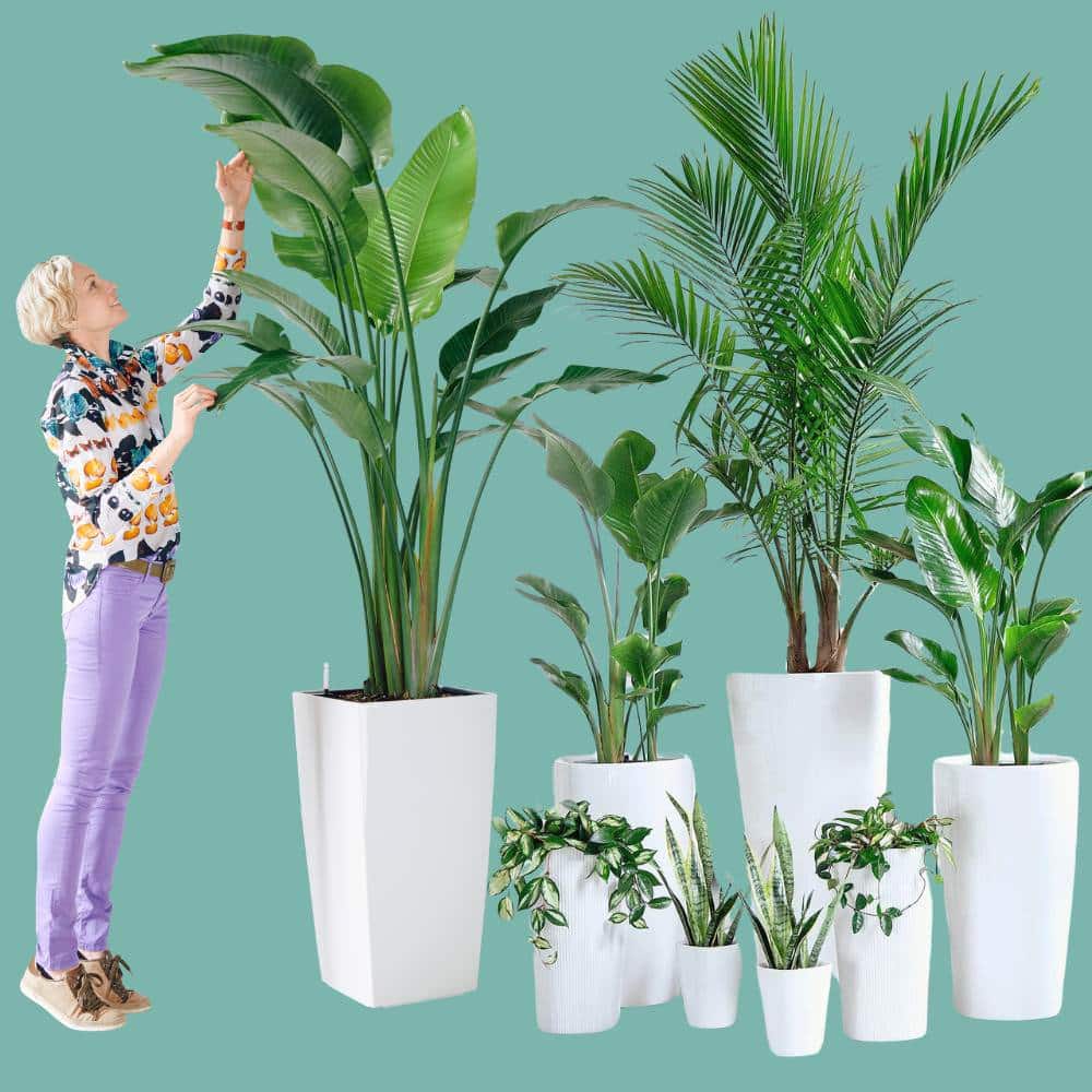 Image of large group of beautiful plants perfect for NYC offfices