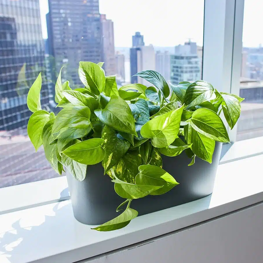 Pothos plant place in the office on the windowsill