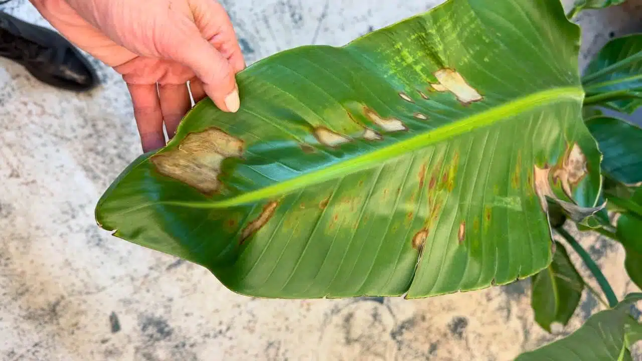 A person's hand examining a bird of paradise leaf with brown spots, which may indicate over-fertilization or other plant stress.