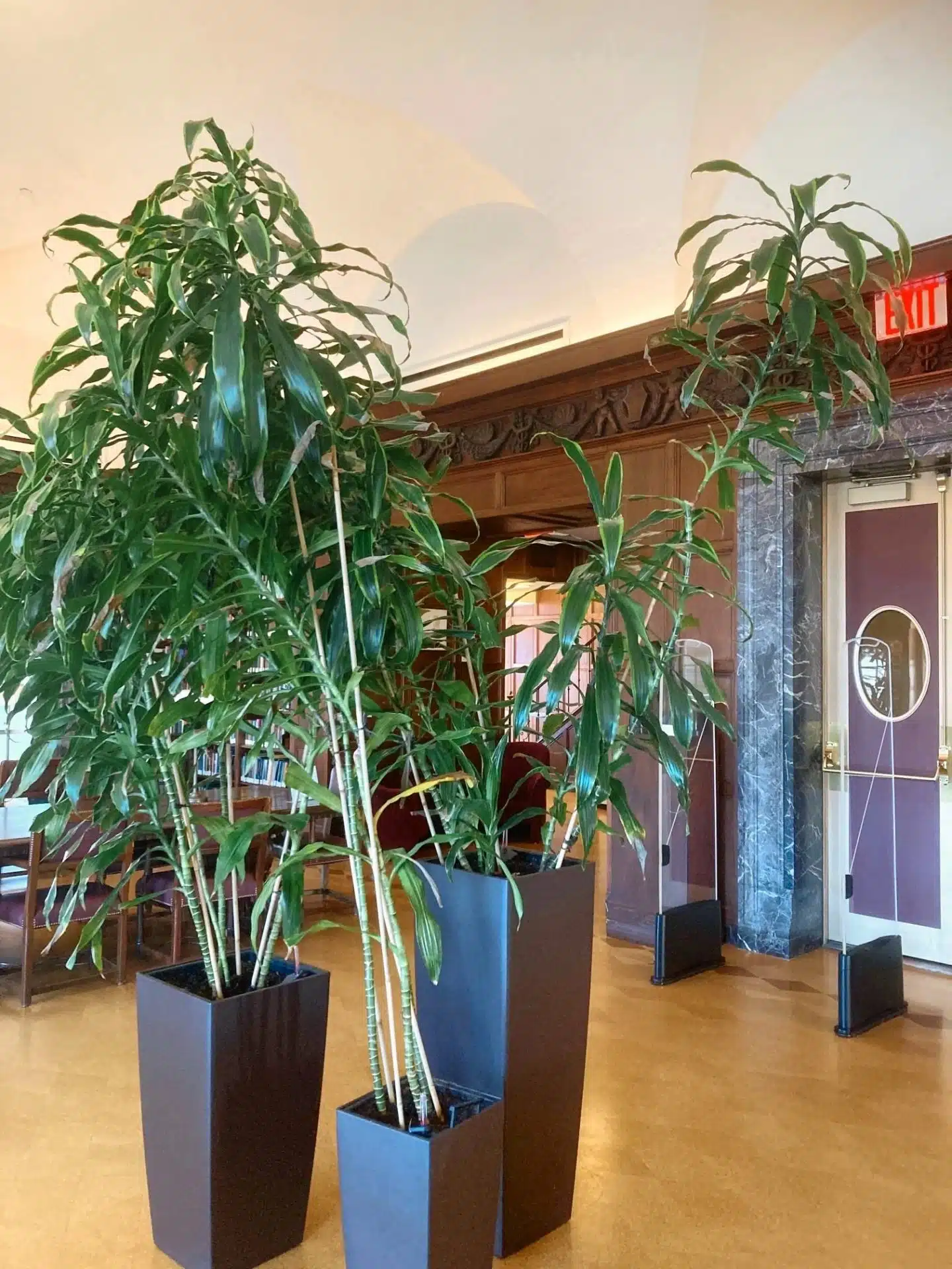 Image of overgrown plants that need pruning in a library