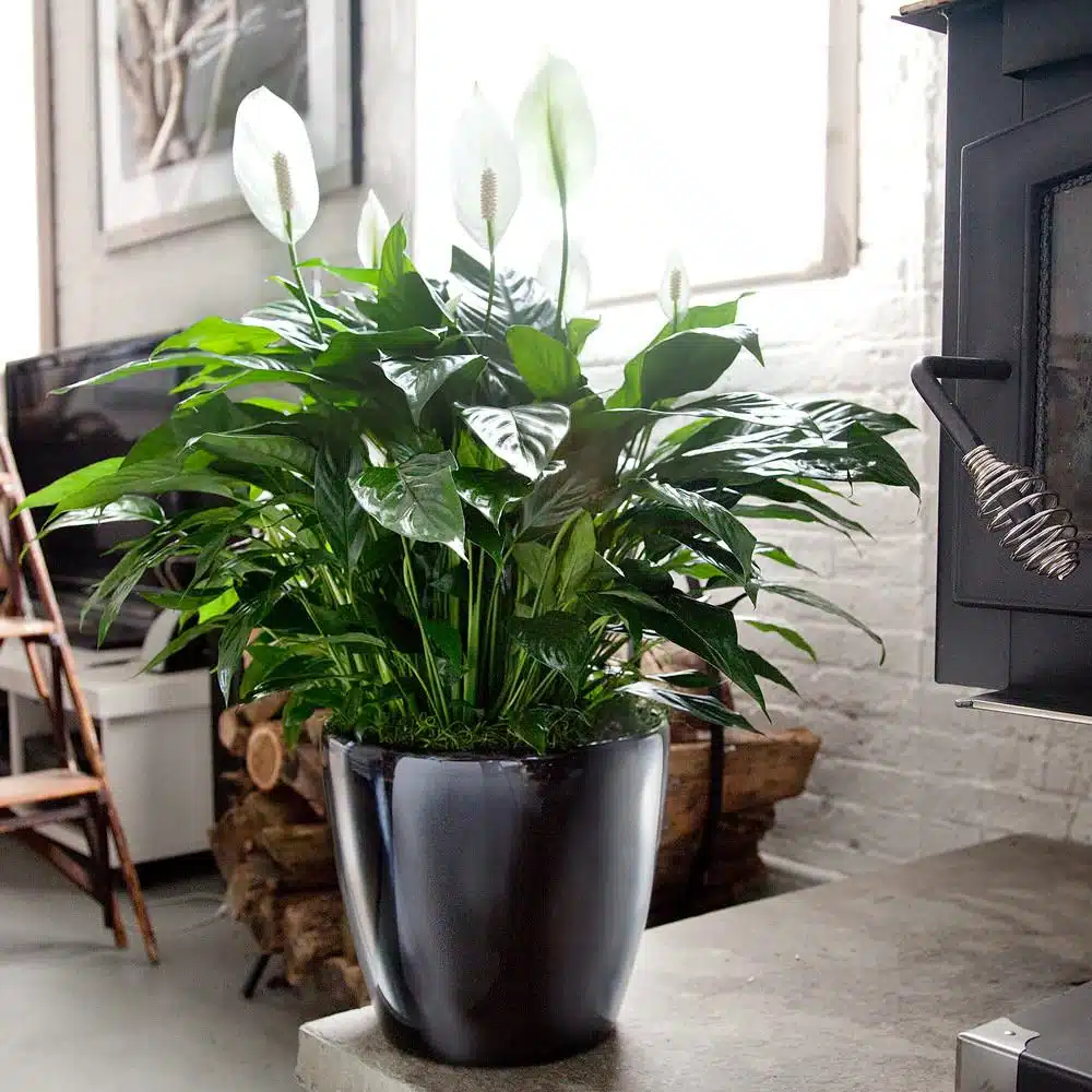 Image of beautiful Peace Lily in black planter placed by the window