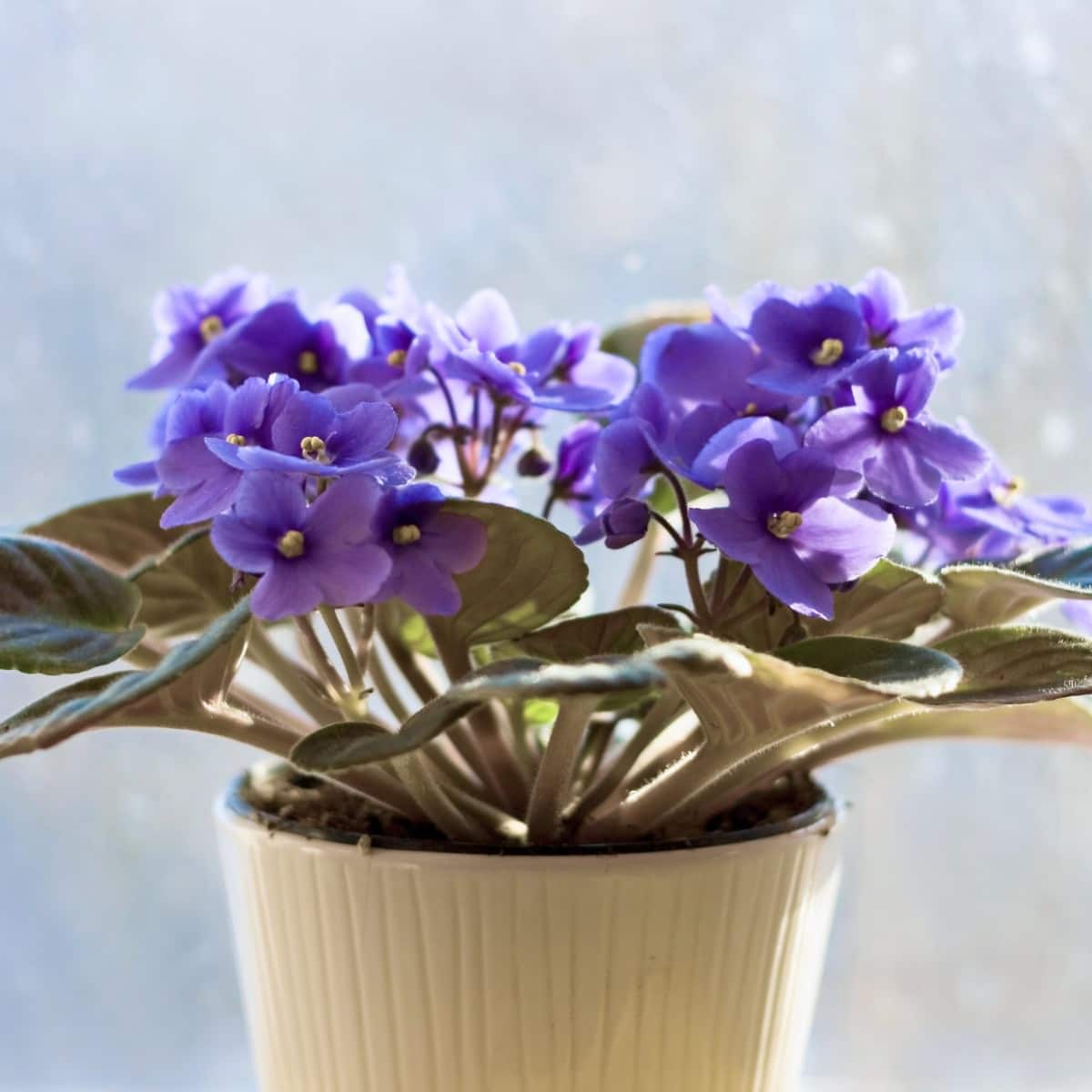 Vibrant purple African violet flowers, one of the best pet friendly plants, blooming in a white pot by a sunny window, perfect for indoor gardening and home decor inspiration.