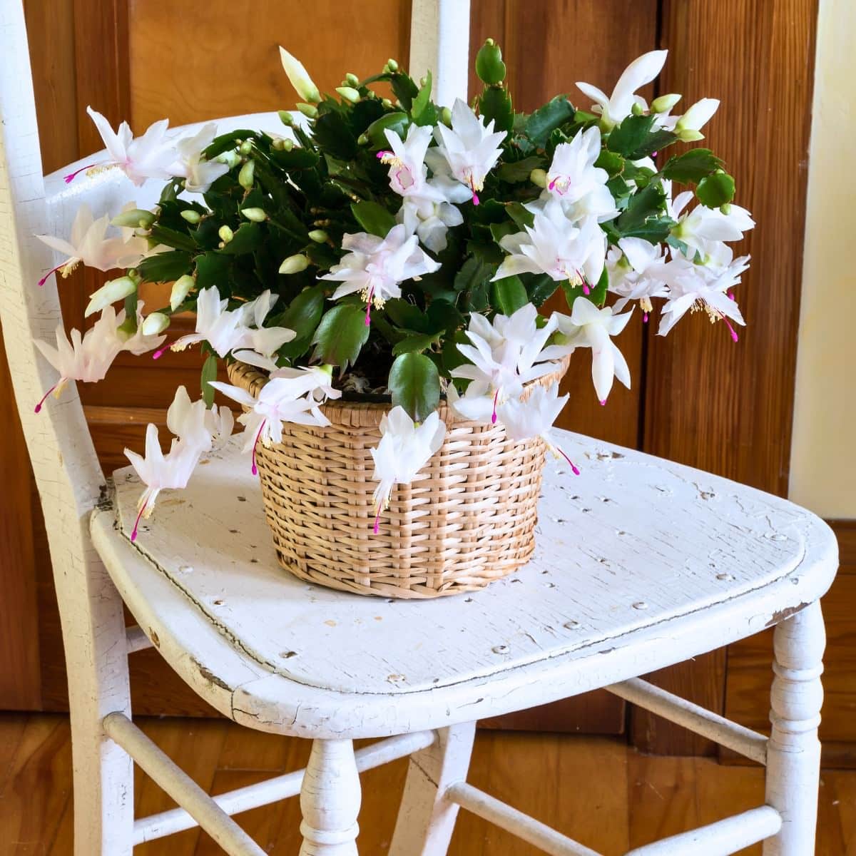 Blooming white Christmas cactus, a beautiful choice among pet friendly plants, in a wicker basket placed on a vintage white wooden chair against a warm home interior background.