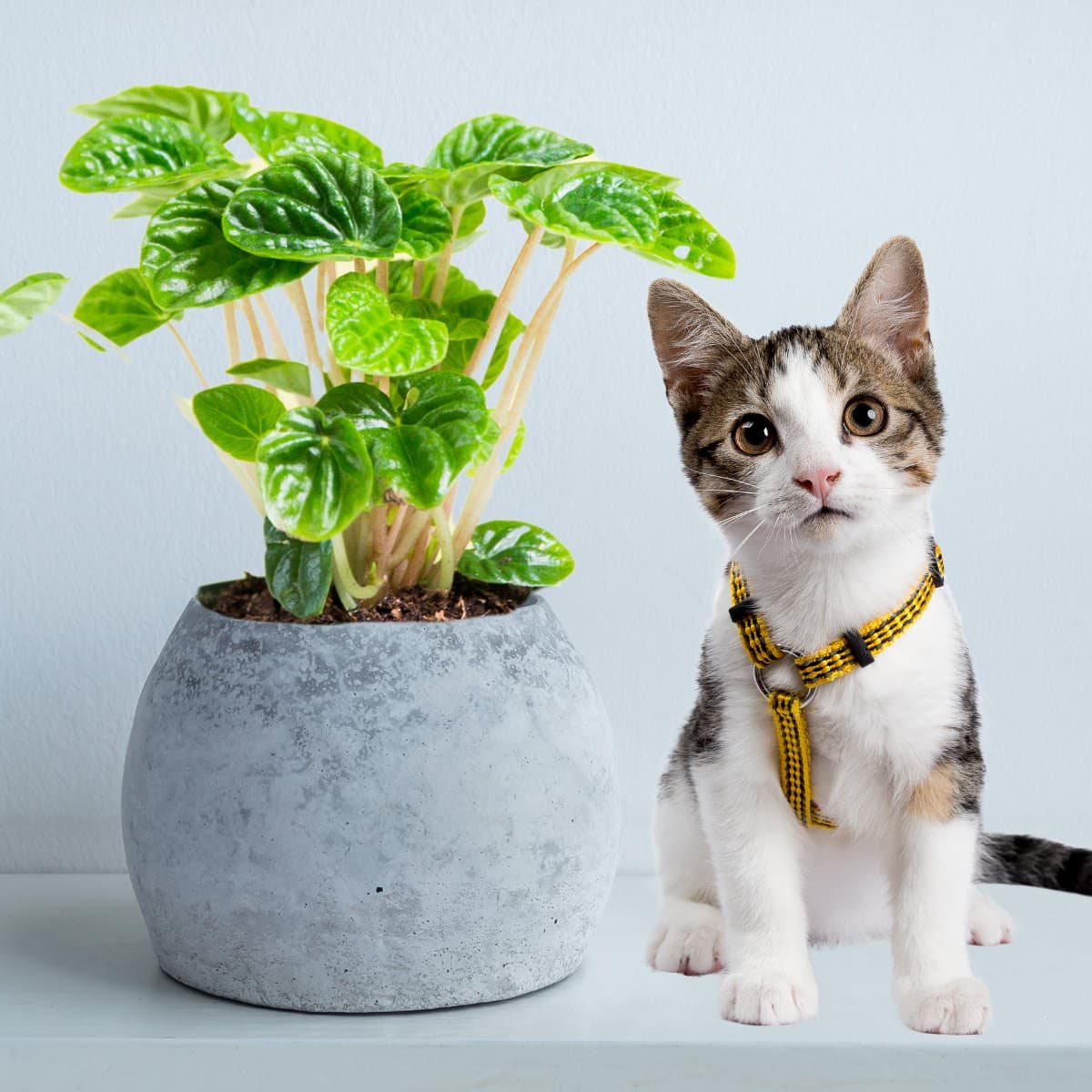 Tabby kitten in a yellow harness beside a potted Peperomia plant, showcasing one of many pet friendly plants, against a white background.