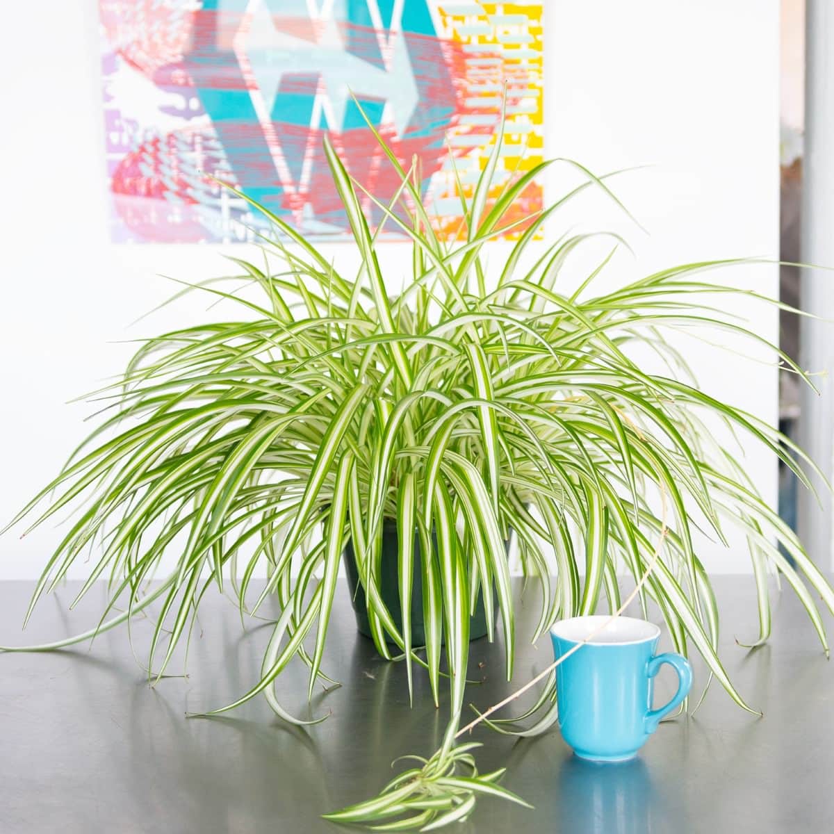 Vibrant spider plant, one of the popular pet friendly plants, with green and white striped leaves in a pot on a modern grey table beside a light blue coffee mug, with a colorful abstract painting in the background.