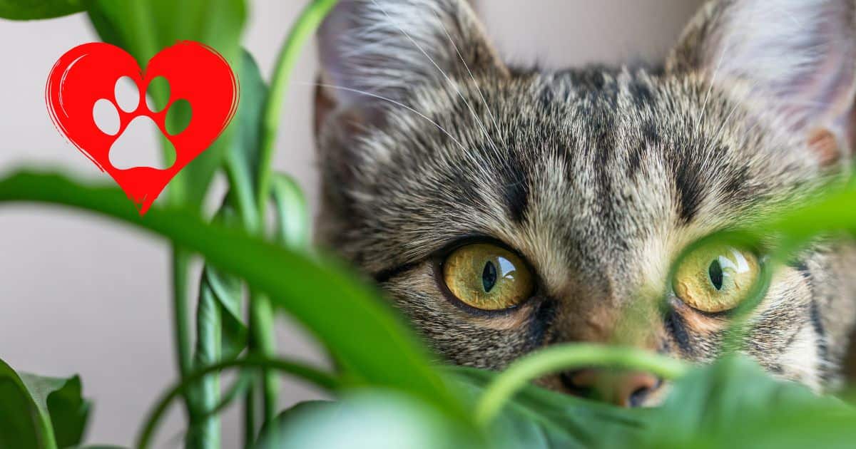 Tabby kitten peeking through lush green leaves with a vibrant red heart-shaped paw print graphic overlay, symbolizing love for pets and animals.
