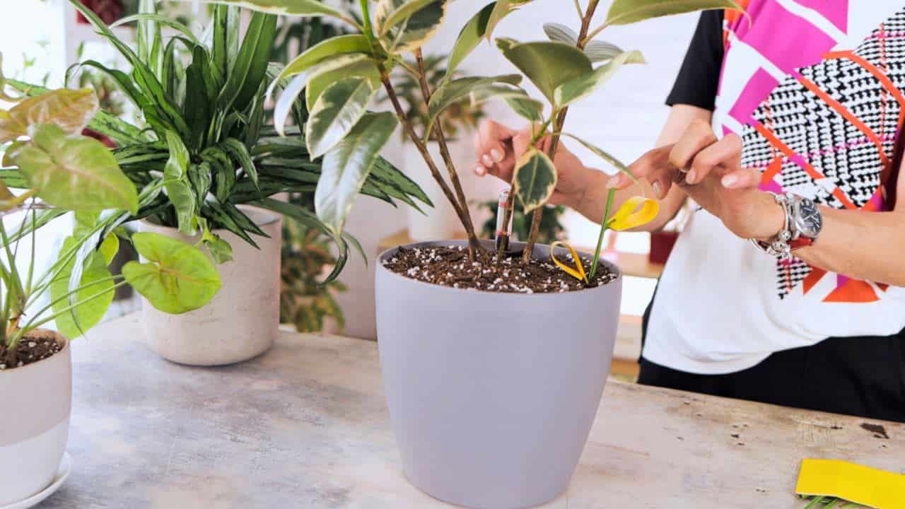 Juliette inserting a yellow sticky trap into the soil of a potted plant to catch gnats, showcasing a common method for managing houseplant pests.