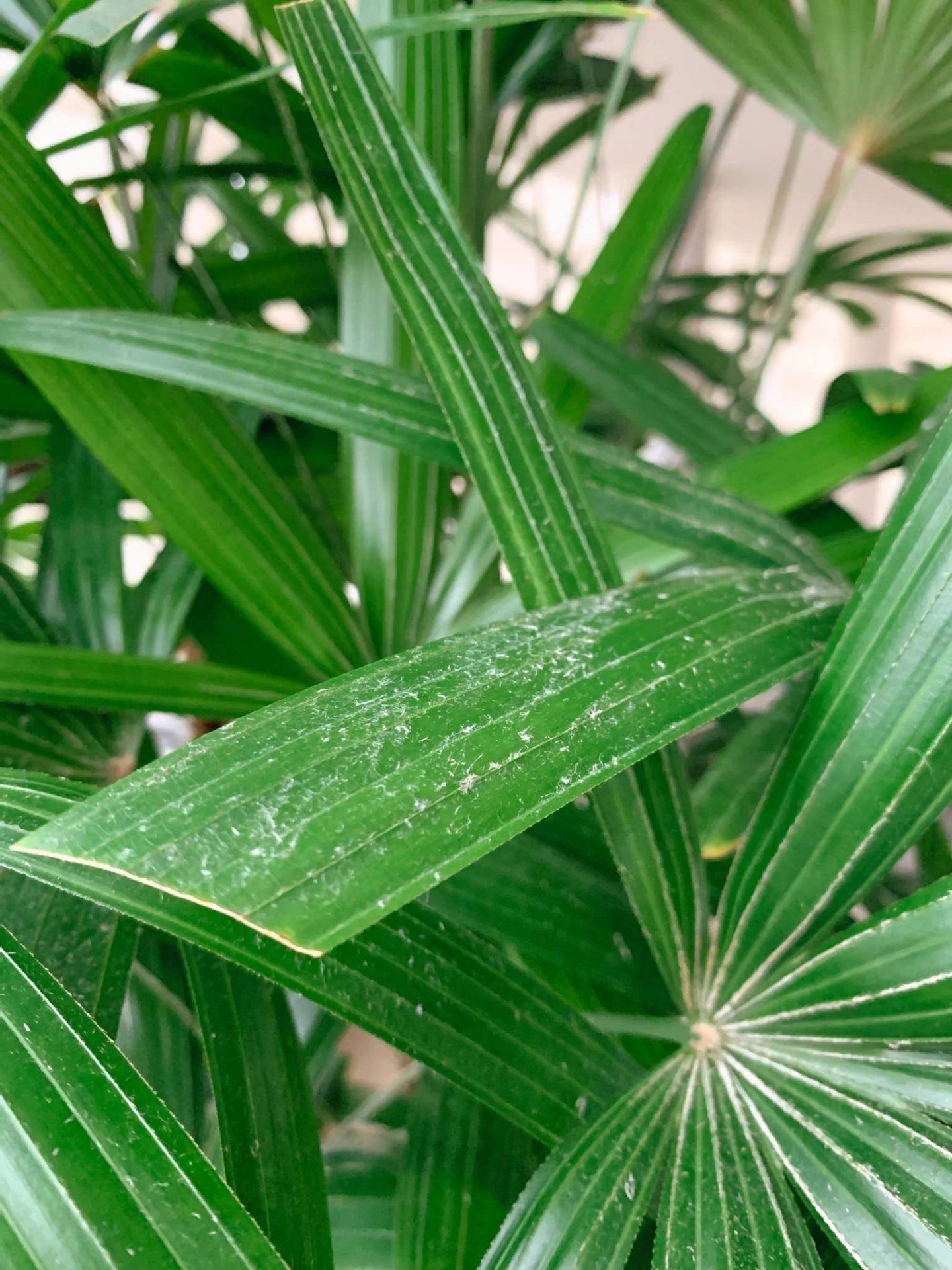 Image of plant leaves covered with dust