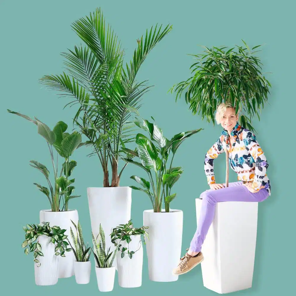 Plant delivery NYC: beautiful plants potted in self-watering planters