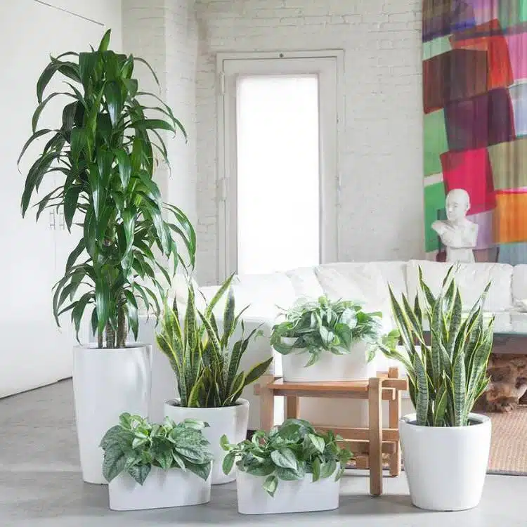 Group of beautiful plants potted in Lechuza white planters and placed in the the middle of the room