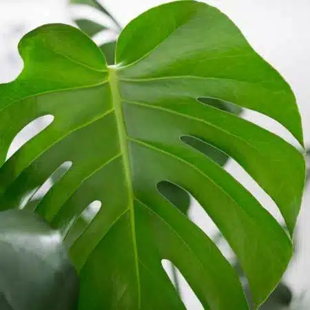 Image of Monstera Deliciosa leaf