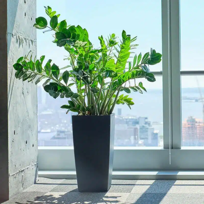 Image of ZZ plant potted in slate planter and placed by the window overlooking New York City