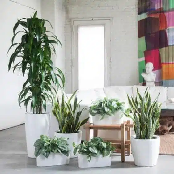 Image of a group of a tropical plants placed in the middle of the room