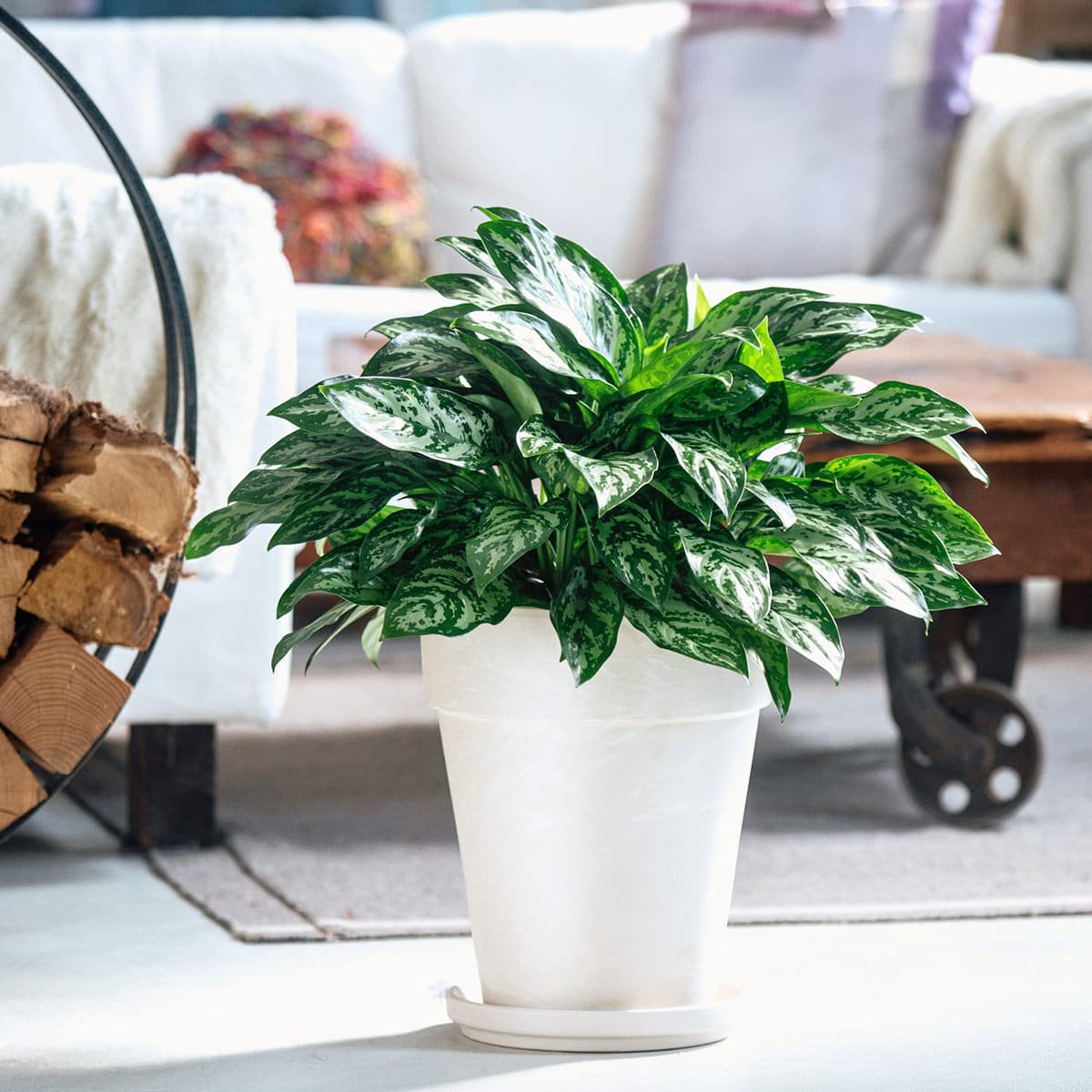 Lush green Aglaonema plant in a ceramic pot, ideal for cozy home interiors and recognized as one of the best plants for beginners.