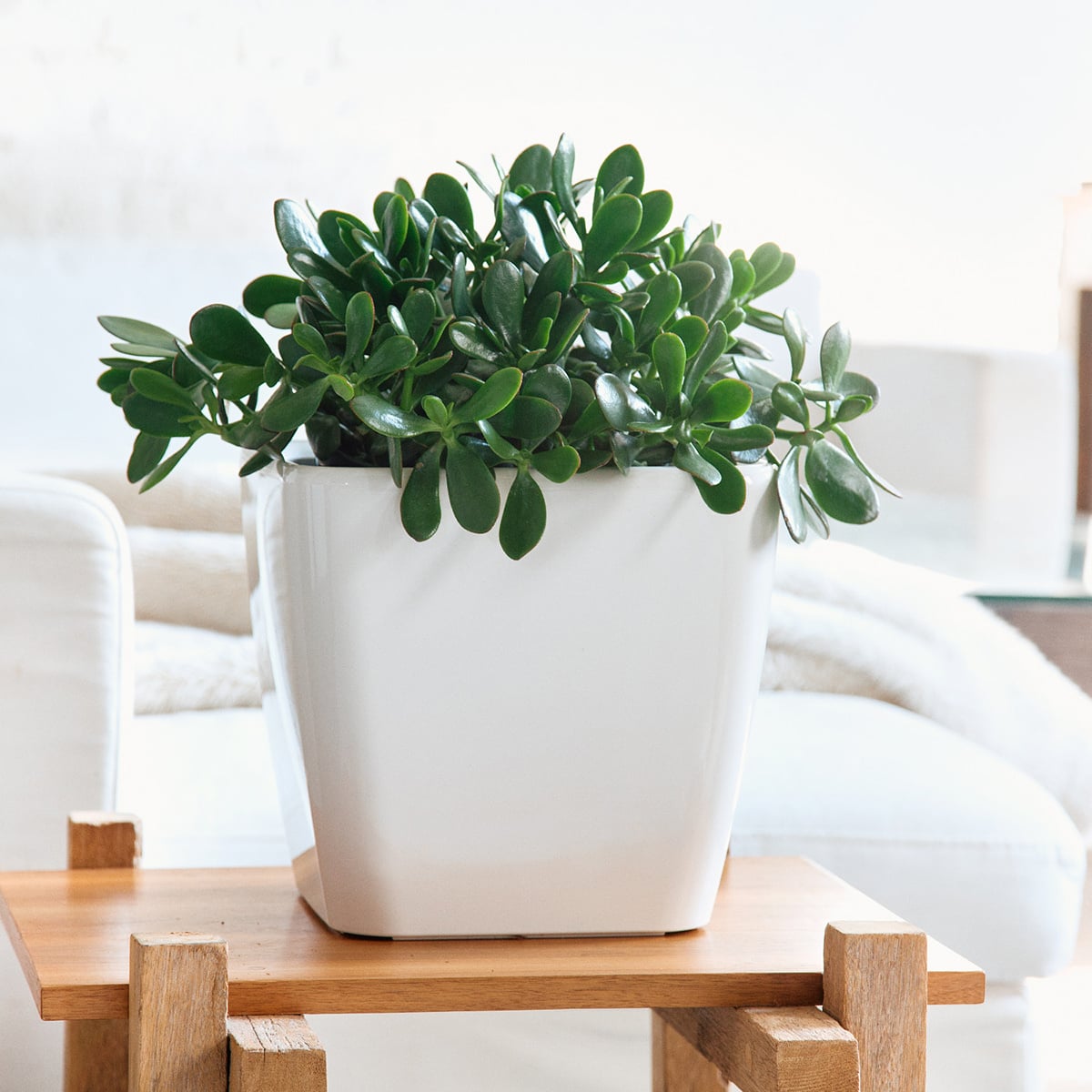 Lush green Jade plant in a white modern pot on a wooden stand, perfect for cozy home interiors and one of the best plants for beginners.