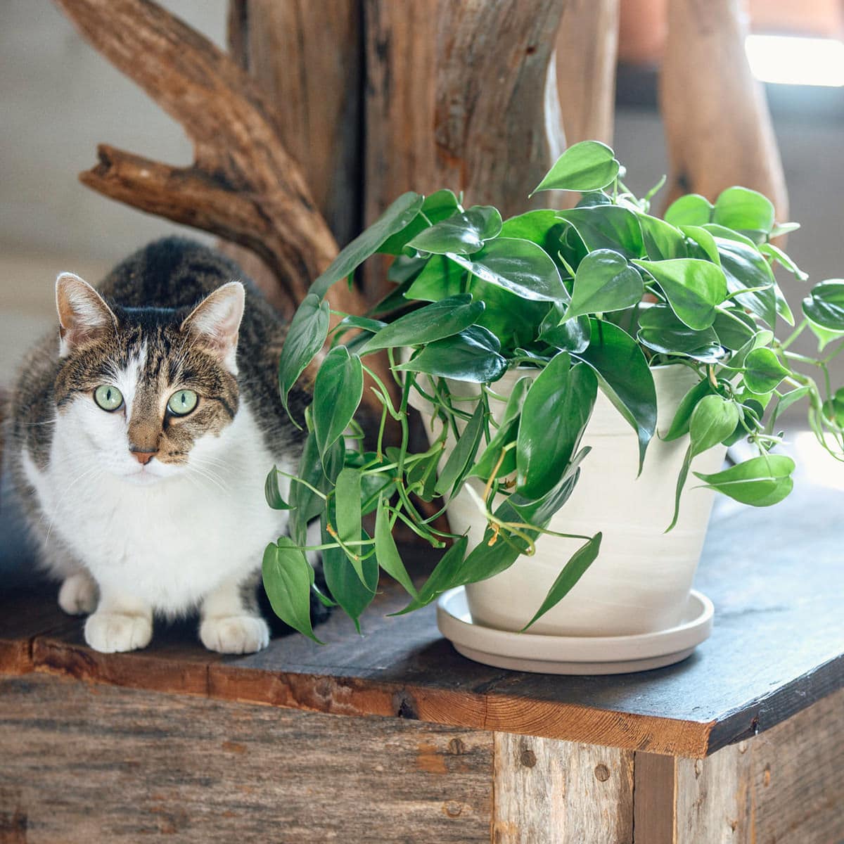 Tabby cat sitting next to a potted philodendron on a rustic wooden table with decorative driftwood in the background—philodendron being one of the best plants for beginners.
