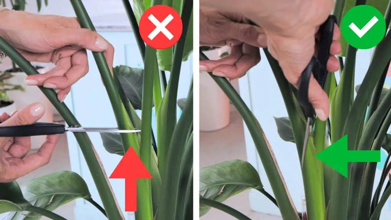 A comparison of two pruning methods for a Bird of Paradise plant: on the left, incorrect pruning with scissors positioned to make a straight cut, marked with a red cross; on the right, correct pruning with scissors angled to make a diagonal cut, marked with a green check.
