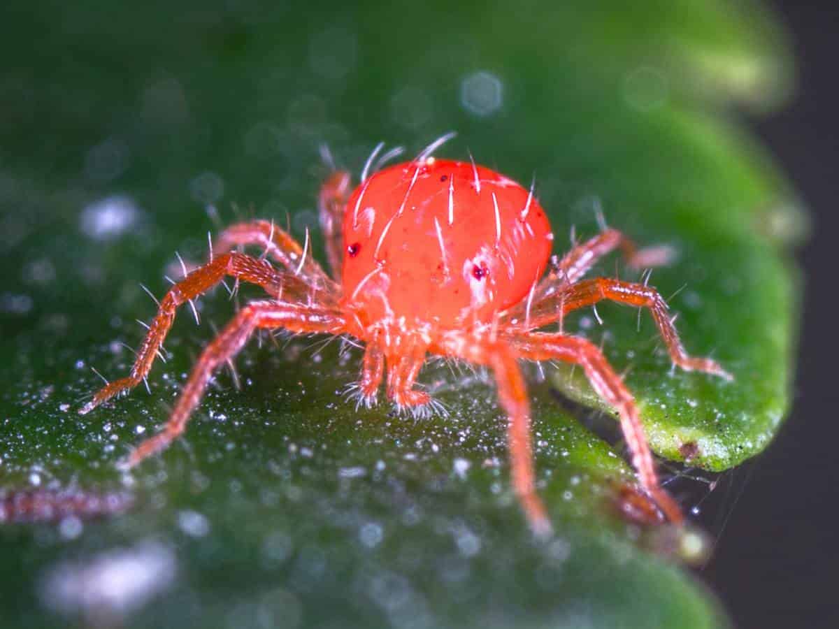 how to get rid of spider mites on plants