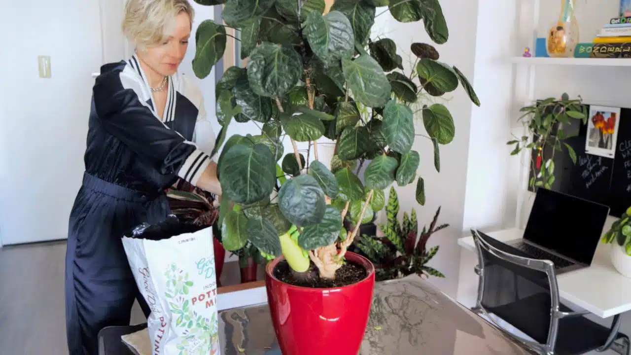 Juliette is refreshing the soil of a potted plant with large, glossy leaves. The vibrant red pot stands out on a shiny, reflective table, which is situated in a cozy room with various houseplants and a modern office setup in the background.