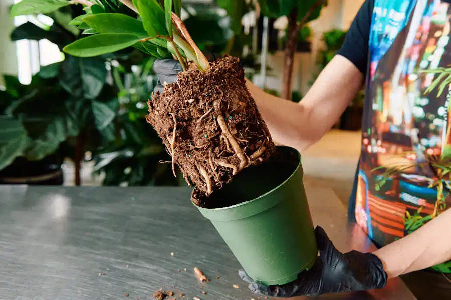 A person wearing black gloves carefully removing a ZZ plant from its current green pot, exposing the root ball and soil.
