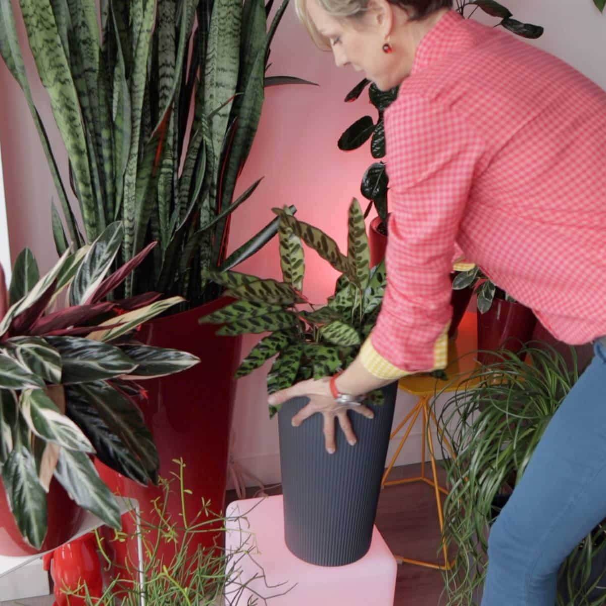 Woman in pink shirt caring for indoor plants in modern home decor setting