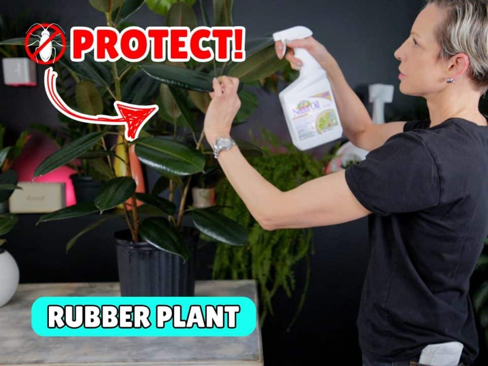A person spraying a rubber plant with neem oil in a modern indoor setting, emphasizing plant protection against pests. The image features vibrant green leaves of the rubber plant and a black background decorated with indoor plants, highlighting effective plant care and pest management techniques.